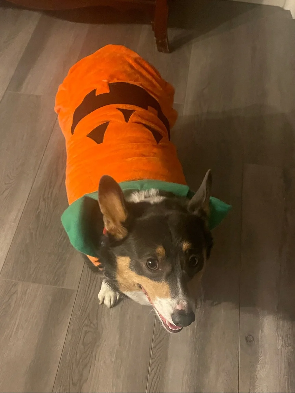 Set of dog clothes